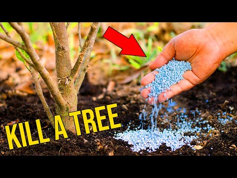How To Secretly Kill A Tree: Ultimate Guide