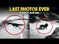7 Last Photos Of EXTINCT Animals Part 1