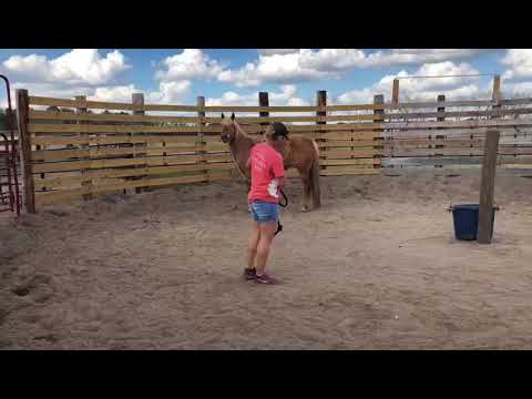 TAG 3879 Training USA 1