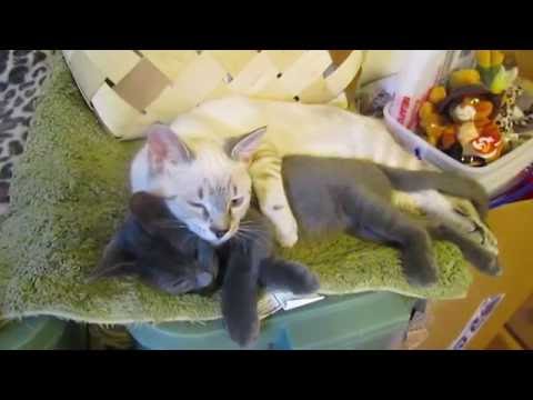 cats: best friends. smokey and blue