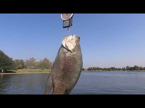 ティラピアの釣果（カリフォルニア州バルボア湖での釣り）