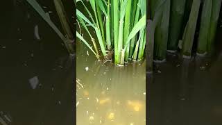 Técnica Engenhosa com Caranguejos que Protegerem Plantações 🦀❤️