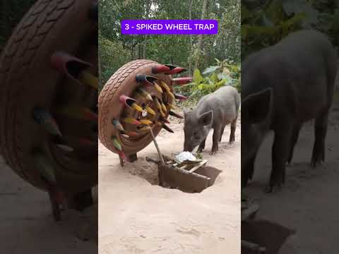 Extremely fast, powerful and effective wild boar trap model by Trap Skills. #wildboar #pigtrap
