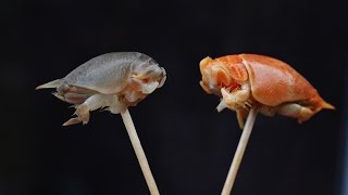 Do sand FLEAS taste good