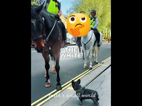 Dog Dreams of Being a Horse #shorts