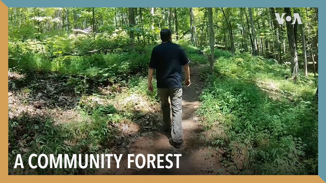 A Community Forest | VOA Connect