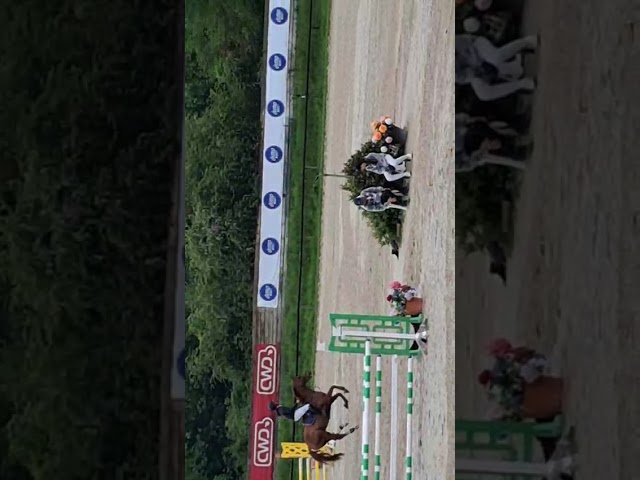 Vends cheval de sport de 8 ans