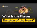 What is the Fibrous Skeleton of the Heart?