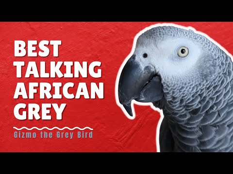 African Grey Talking for 30 Minutes Straight | Gizmo the Grey Bird