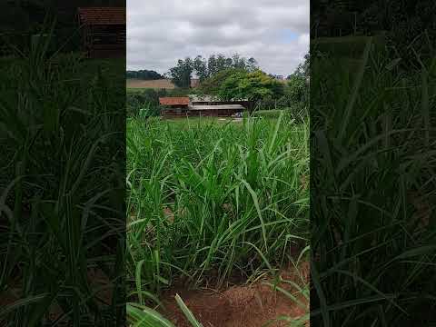 linda paisagem, região de terra boa PR.
