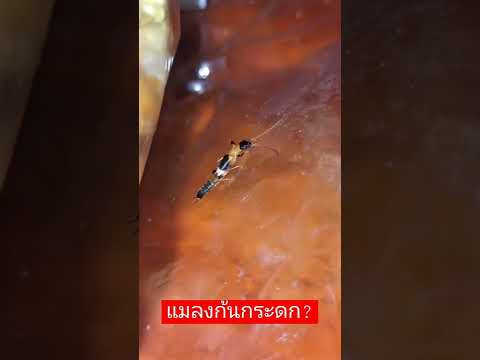 แมลงก้นกระดก? สัตว์พิษในประเทศไทย 🇹🇭😱วายร้ายฤดูฝน #shortvideo #thailand #nature