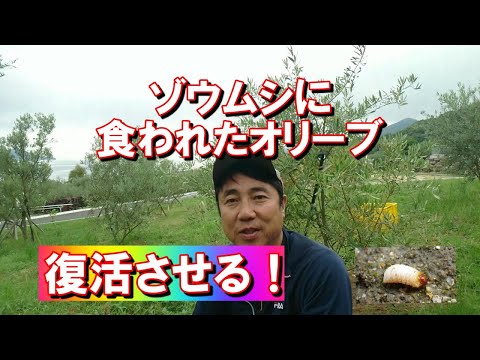 園芸 オリーブの木の害虫