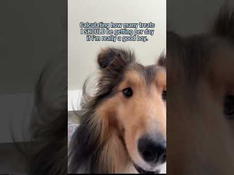 Bailey’s SHORTS I Think I’m Getting Shortchanged #sheltie #shorts #shetlandsheepdog #dogvlog #hawaii