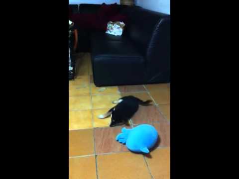 陳董 國家寶藏挖不停(原發表者:陳董家)(影片)