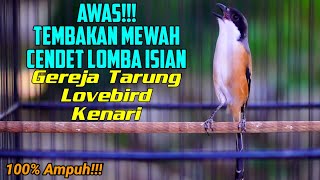 Download lagu MASTERAN CENDET MATERI GEREJA TARUNG LOVEBIRD KENARI 100% SUKSES MEMANCING CENDET BAHAN AGAR GACOR mp3
