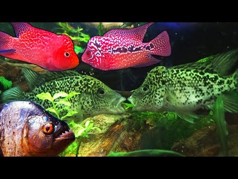 TOP 6 AQUARIUM FISH THAT SHOULD BE HOUSED ALONE!