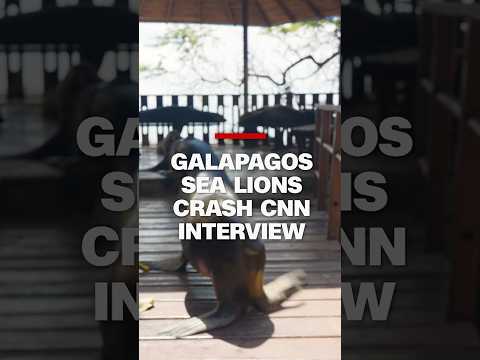 Galapagos sea lions crash CNN interview