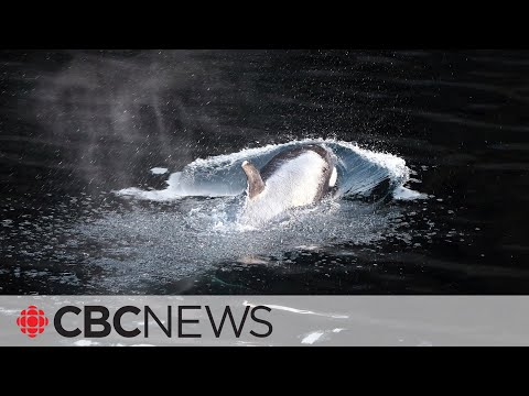 Baby Orca Swims to Freedom: A Heartwarming Story of Resilience