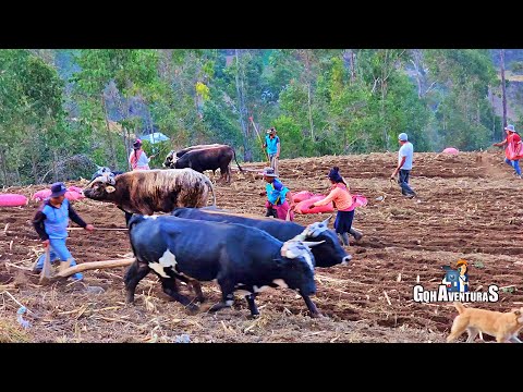 Siembra de Maíz Astilla de la Sra Lucila - Huancavelica Perú 😘🇵🇪👇 | Isabel Quispe