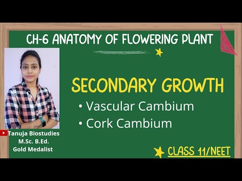 Ch-6 -Anatomy of Flowering Plants| Secondary Growth |Vascular & Cork Cambium |Class 11 Biology/NEET