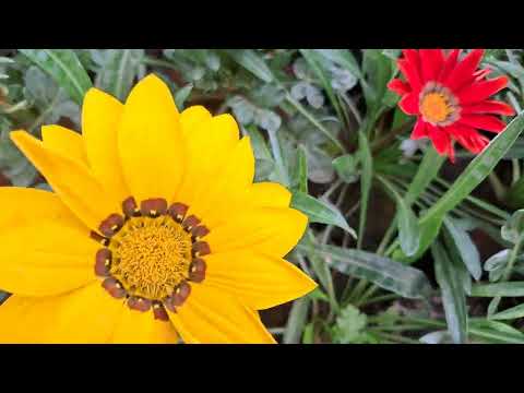 Gerbera flowers#Garden#Flowers#