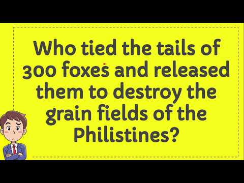 Who tied the tails of 300 foxes and released them to destroy the grain fields of the Philistines?