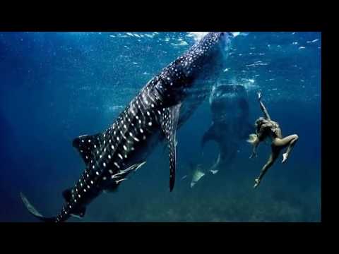 Swallowed by Giant Shark?