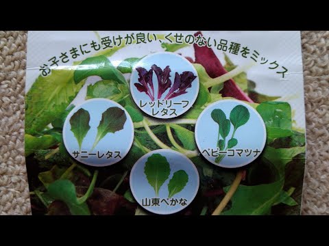 園芸 メスクランを成長させる