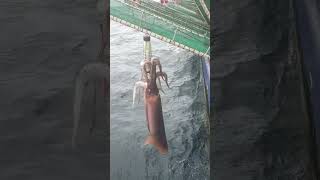 Download lagu mancing cumi raksaksa peru mp3