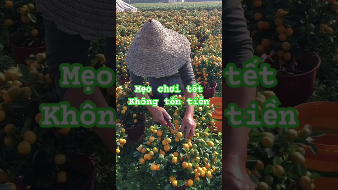 Bí mật chăm quất tết 2026 nhà vườn giấu