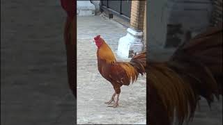 Download lagu #92 - Ayam jago wido dan wangkas geni berkokok keras mp3