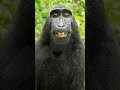 Vertical Video World Animal Protection