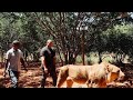 WALKING WITH KINGS 👑 LIONS PRIDE MADMANTIS; African spirit!!