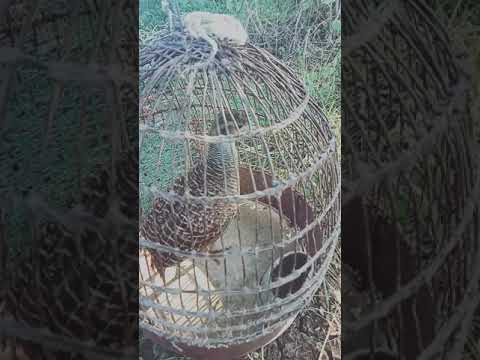 கௌதாரி சவுண்ட்