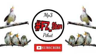 Download lagu Mp3 Pikat Suara Anak Cigun Memanggil mp3