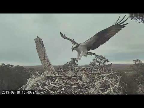 Early afternoon tea from Rhett to Scarlett ~ ©CornellLabs, Savannah Ospreys
