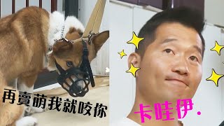 [問卦] 為什麼把狗當家人狗卻當你畜生