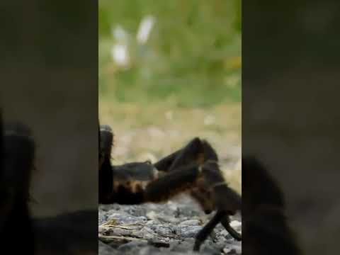 desconozco la especie zona chacras de Paysandú Uruguay