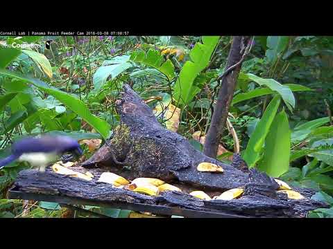 Video 2018 03 08 070854 Black chested Jay run off by Chestnut headed Oropendola