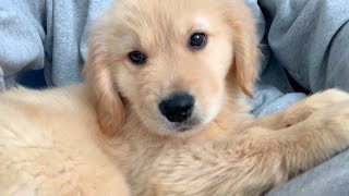 - living alone in Tokyo,Concerns that has a large dog Golden Retriever