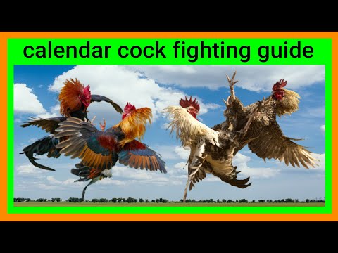 Lunar Calendar Cockfighting   Guide 2024 Variety Vlog05