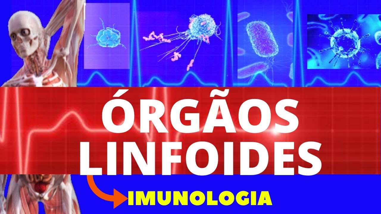 ÓRGÃOS LINFOIDES (ENSINO SUPERIOR) - SISTEMA LINFÁTICO - IMUNOLOGIA  - SISTEMA IMUNOLÓGICO