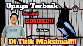 Download lagu Upaya Terbaik Memaksimalkan Emosi Pada Kacer || Cara  Menaikan Emosi Burung Kacer Lomba mp3