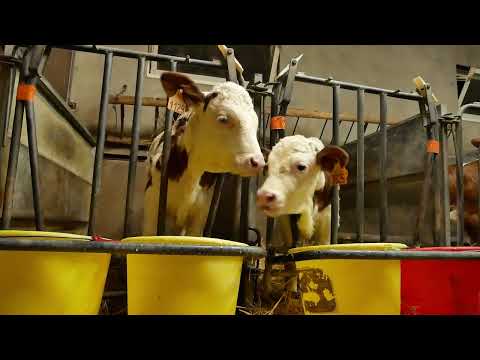 , title : 'Traite des vaches Montbéliardes + veau qui boit du lait'