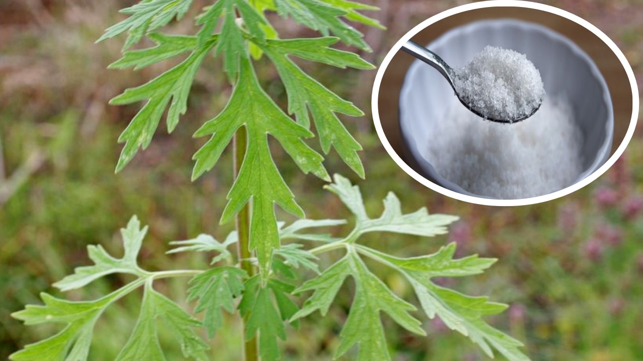 Limpeza da Vesícula, do Fígado e Estômago sem Cirurgia #Remédio Caseiro 💖 MARILENE SARAH FIALHO