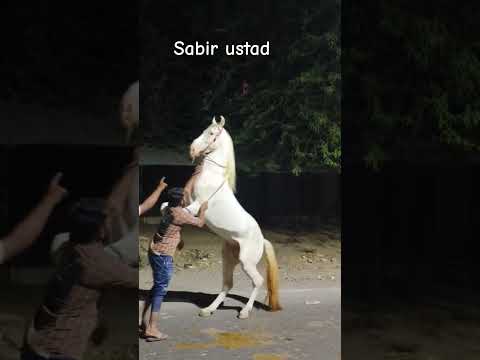 Sabir ustad king of Gujarat new house training 🐎🐎#mr__hero__101 #sahilkhan__101 #horse #horselover