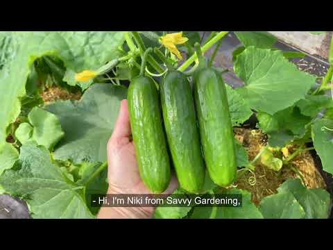 Growing Cucumbers in a Container Garden