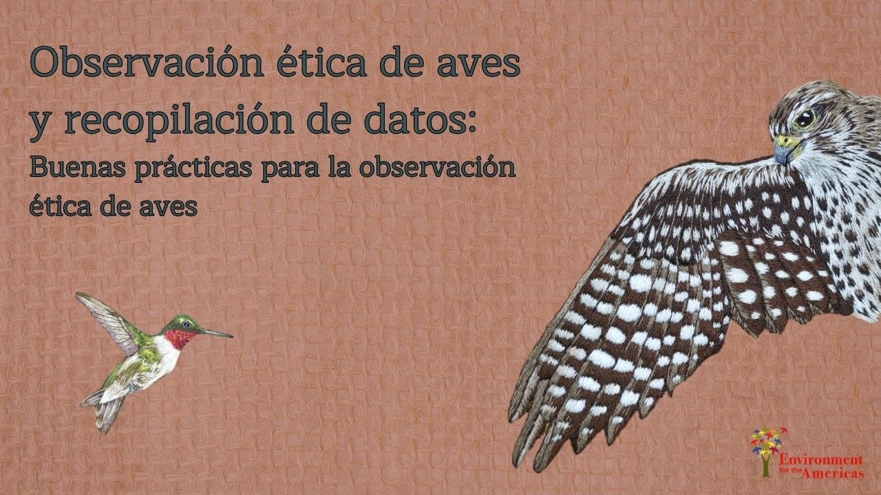Observación ética de aves y recopilación de datos