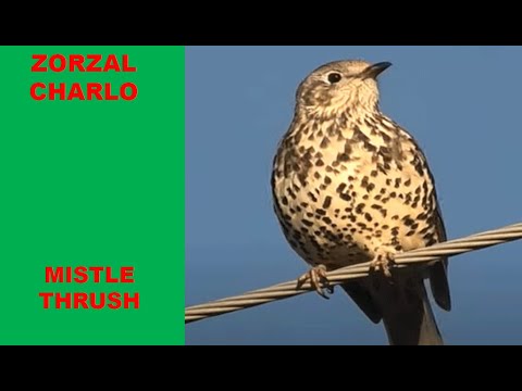 ZORZAL CHARLO | MISTLE THRUSH | Turdus viscivorus