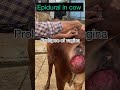 Epidural Injection In Cow L Prolapse Of Vagina L Dr Umar Khan